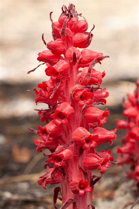 ericaceae john freudenstein