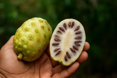 Para Que Serve A Fruta Do Noni - Fruta noni: benefícios, usos e por que ela causa tanto nojo - Folha BV
