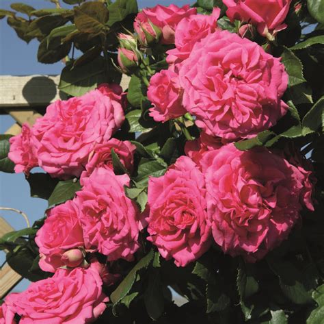 Rose Maritim online kaufen | Rosen Tantau