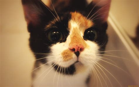 Обои Животные Коты, обои для рабочего стола, фотографии животные, коты ...