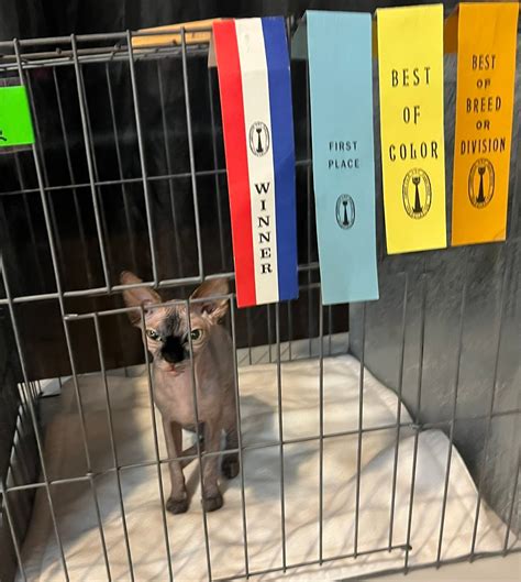 Nicely Naked Sphynx | Wolverton MN