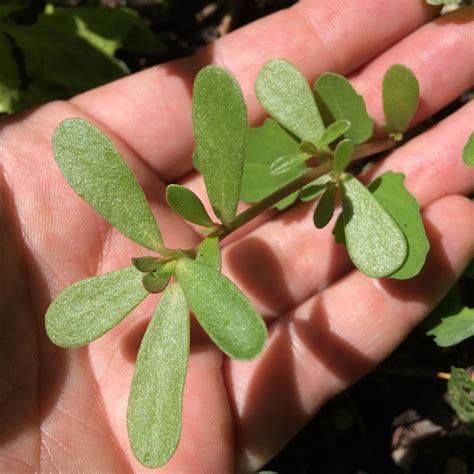 purslane identification  season foraging