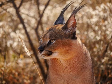 50+ Steppe Lynx Stock Photos, Pictures & Royalty-Free Images - iStock