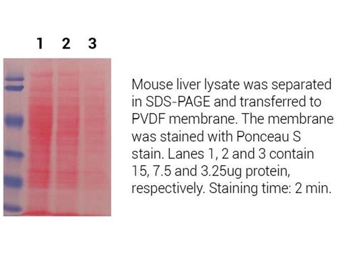 minute ponceau  stain  ml invent biotechnologies