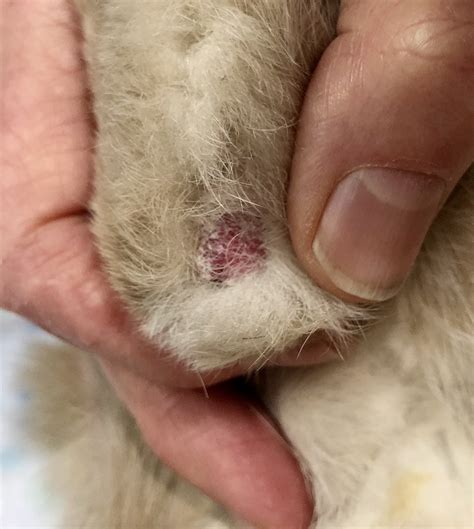 Dropped Hocks In Cats : Orthopaedics: focusing on feline hock injuries
