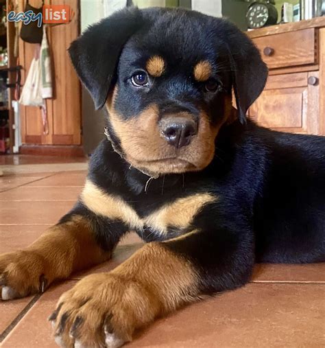 Rottweiler Puppies for sale
