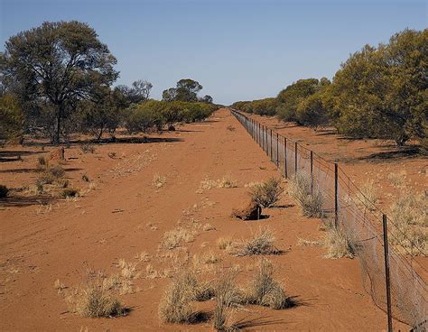 Protecting Australia from Rabbit Invasion