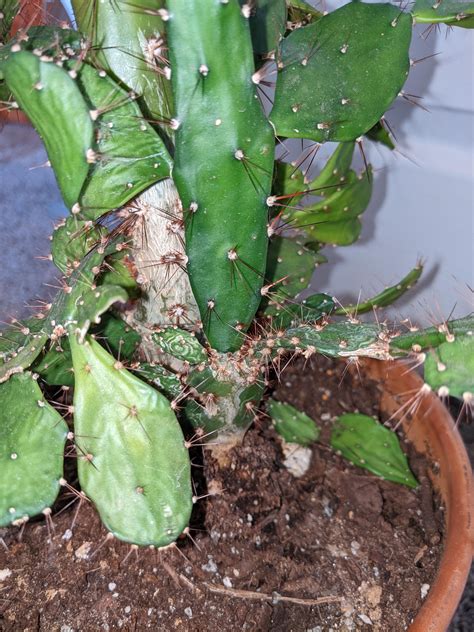 Cactus identification : r/PlantIdentification