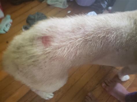 My dog bites himself raw after fleas. What can I do to help him? | Petco