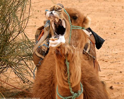 Photo de Dromadaire > Dromadaire-3 > N° 344145 sur Photos-Animaux.com