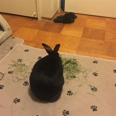 how do you rabbit overweight safely 5