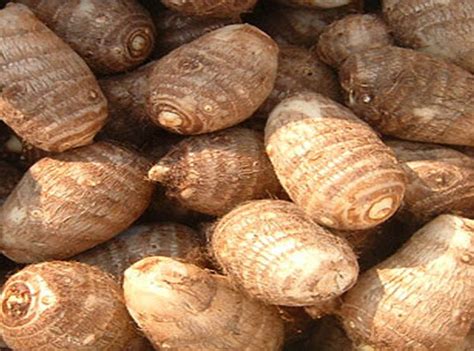 Taro Farming: Business Plan And Guide For Beginners