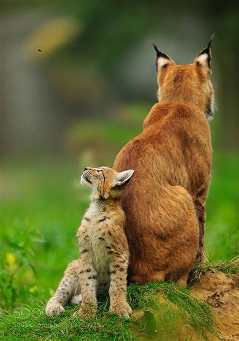 зверье мое | Animals, Animals beautiful, Beautiful cats