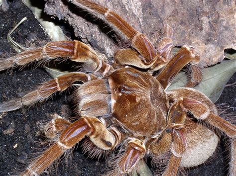 index [www.reptilis.org]