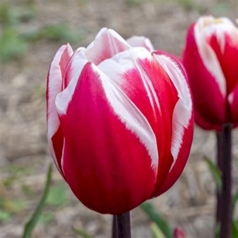 Tulipan 'Guus Papendrecht' - Blomsterløg - Plantetorvet.dk