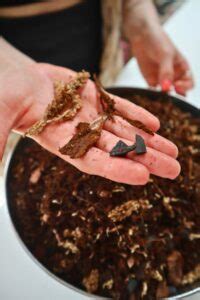 ABG Mix - The Classic Terrarium Substrate (+ Recipe)