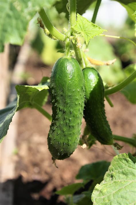 A Guide to Pruning Your Plants - Healthier Steps