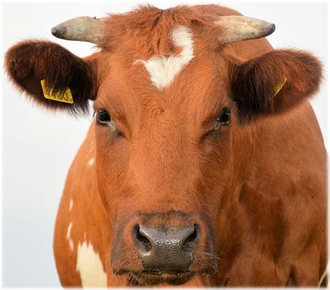 Bull Calf Farm - Free photo on Pixabay - Pixabay