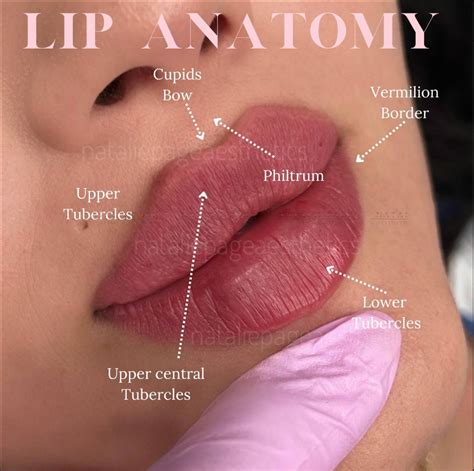 external lip anatomy