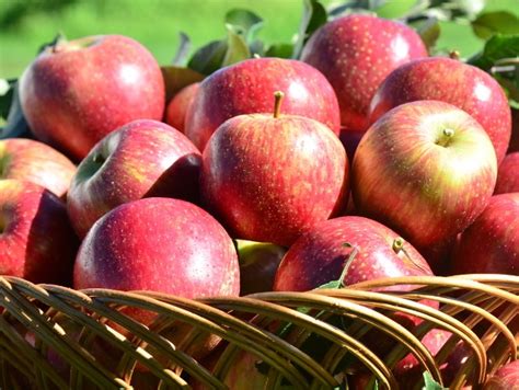 Maçã É Fruta Cítrica - Pectina: o que é e para que serve a fibra presente em maçã e frutas ...