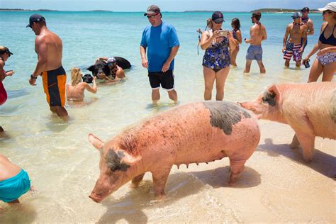ultimate guide   swimming pigs   bahamas staniel rental