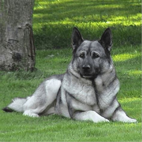 Norwegian Elkhound vs Keeshond - Breed Comparison