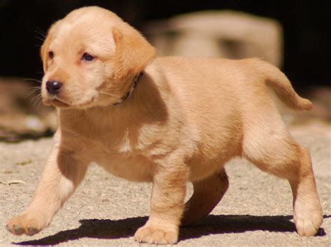 yellow labrador retriever pictures Cute dogs: yellow labrador retriever ...