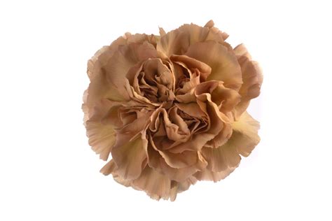 Caramel – Golden Flowers