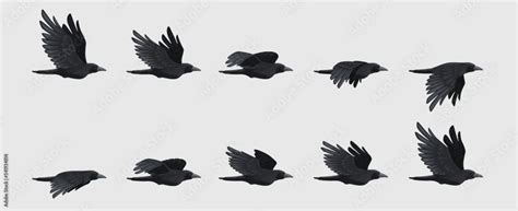crows flying vector