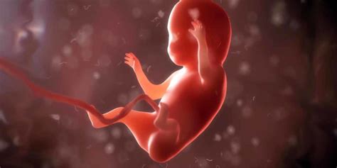 10. SSW - 10. Schwangerschaftswoche: Der erste große Baby-Check › Papa.de
