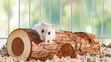 Types of Hamster Toys Your Hamster Will Love | BeChewy