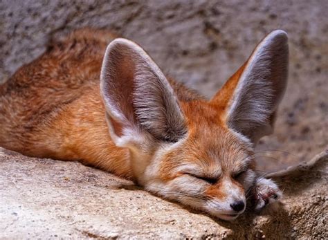 super cute animals  big ears whatdewhat