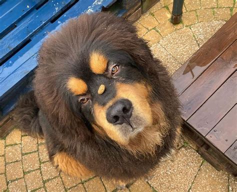 tibetan mastiff dog breed pictures colors bark characteristics  diet  web
