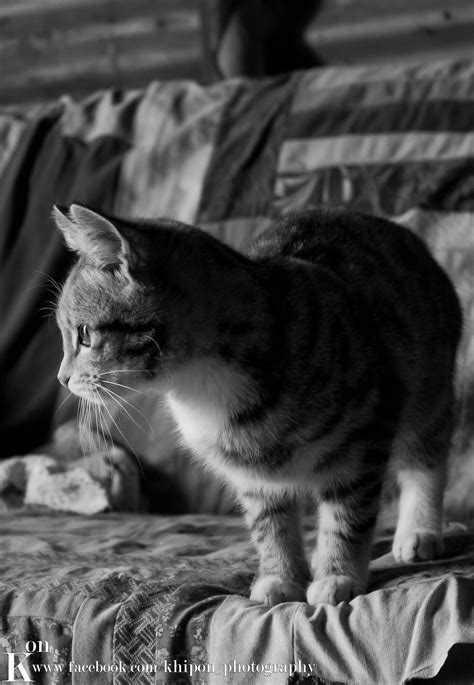 Kitty Kit Kat | Kitty, Kit kat, Kat