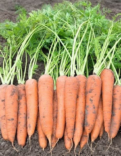 Морковь Красная звезда: описание и характеристики сорта, правила ...