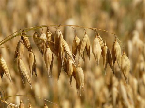 Oats, Oatmeal, and Porridge: Plant Facts and Food Uses - Dengarden
