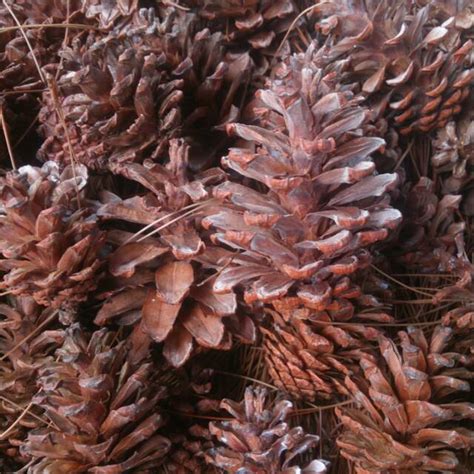 jual bunga pinus shopee indonesia