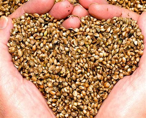 Here are Some Amazing Benefits Of Hemp Seeds | HerZindagi