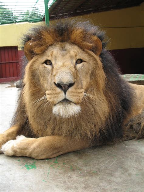 Sheger Tribune: Lion kills Ethiopian zookeeper