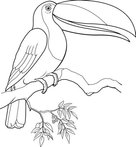 Rainforest Birds Coloring Pages at GetDrawings | Free download
