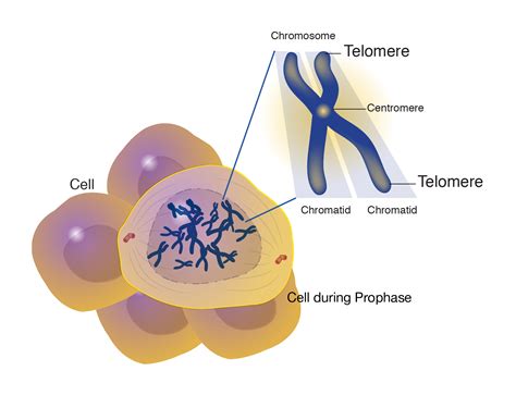 Telomere