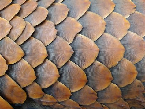 Pangolin Scales