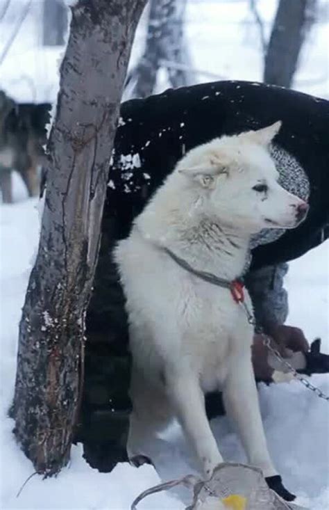 Русские гонки (2014) – Фильм Про