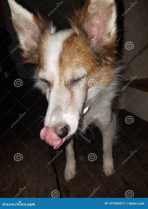 Dog licking her nose stock image. Image of nose, bella - 191953417
