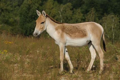 Кулан – животное Красной Книги | Описание и фото, где живет, питание, видео