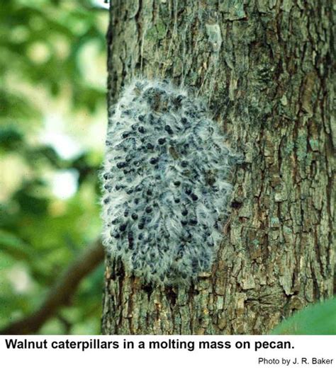 Walnut Caterpillar | NC State Extension Publications