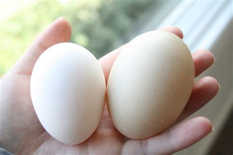 My yearly chicken egg vs. muscovy duck egg comparison picture... : r ...