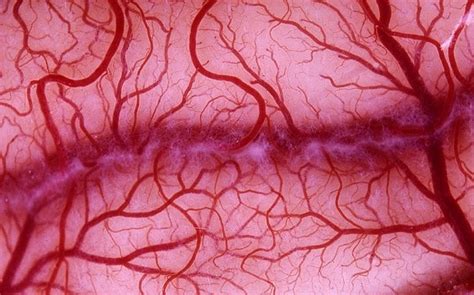 Artificial blood vessels grown from stem cells