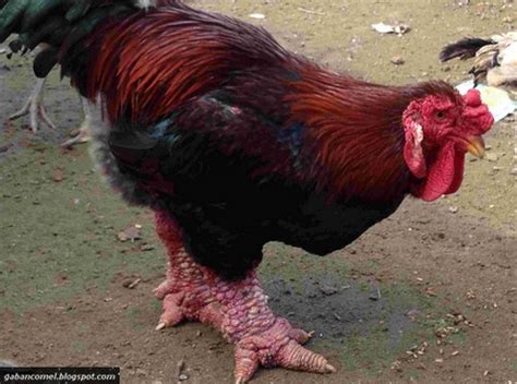 kaki ayam bersaiz raksasa gaban comel