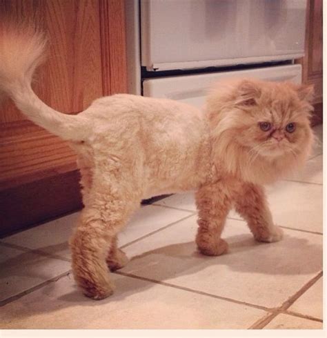 Orange Persian Cat Lion Cut - Pets Lovers